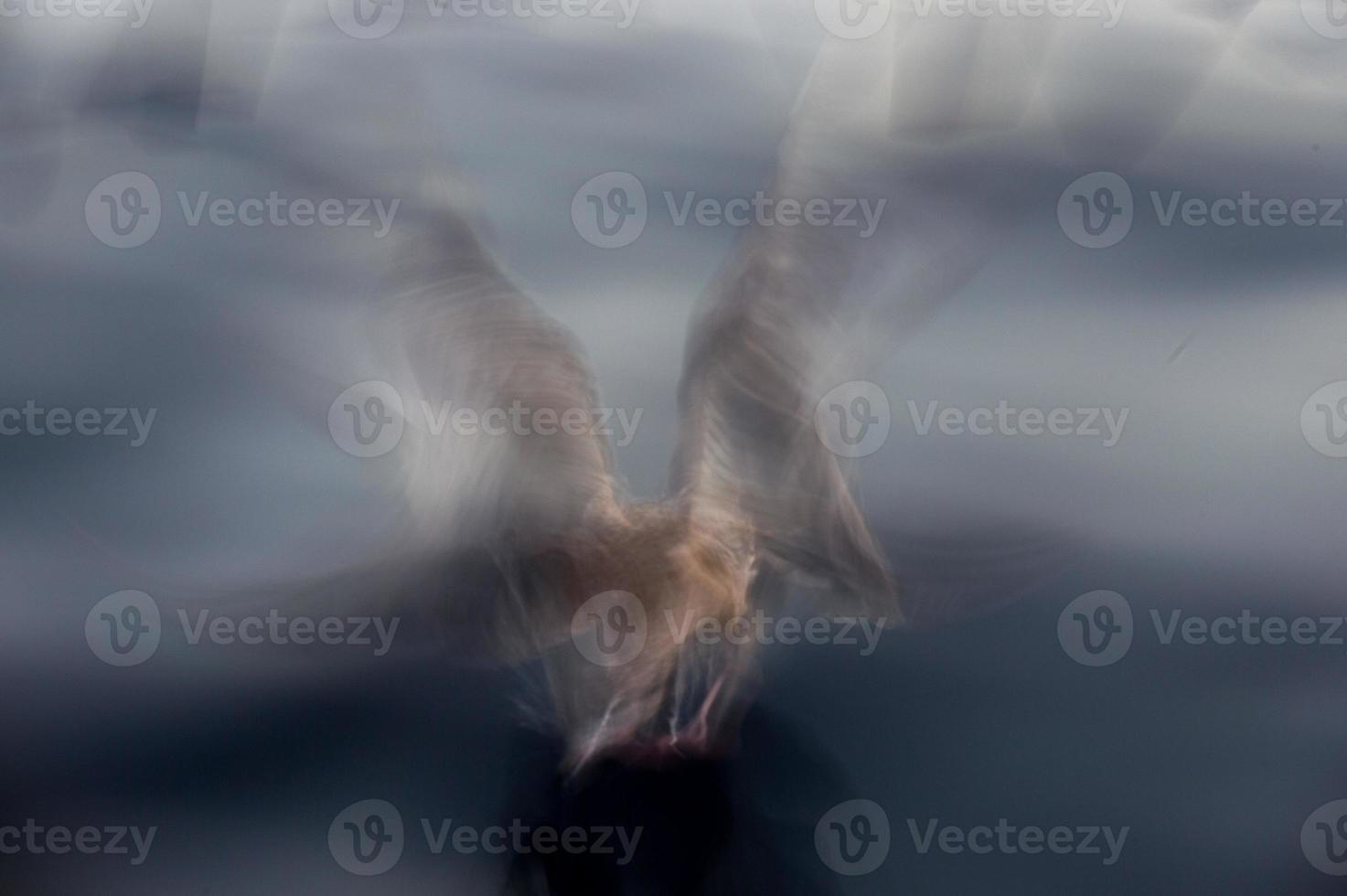 move effect on seagulls while flying photo