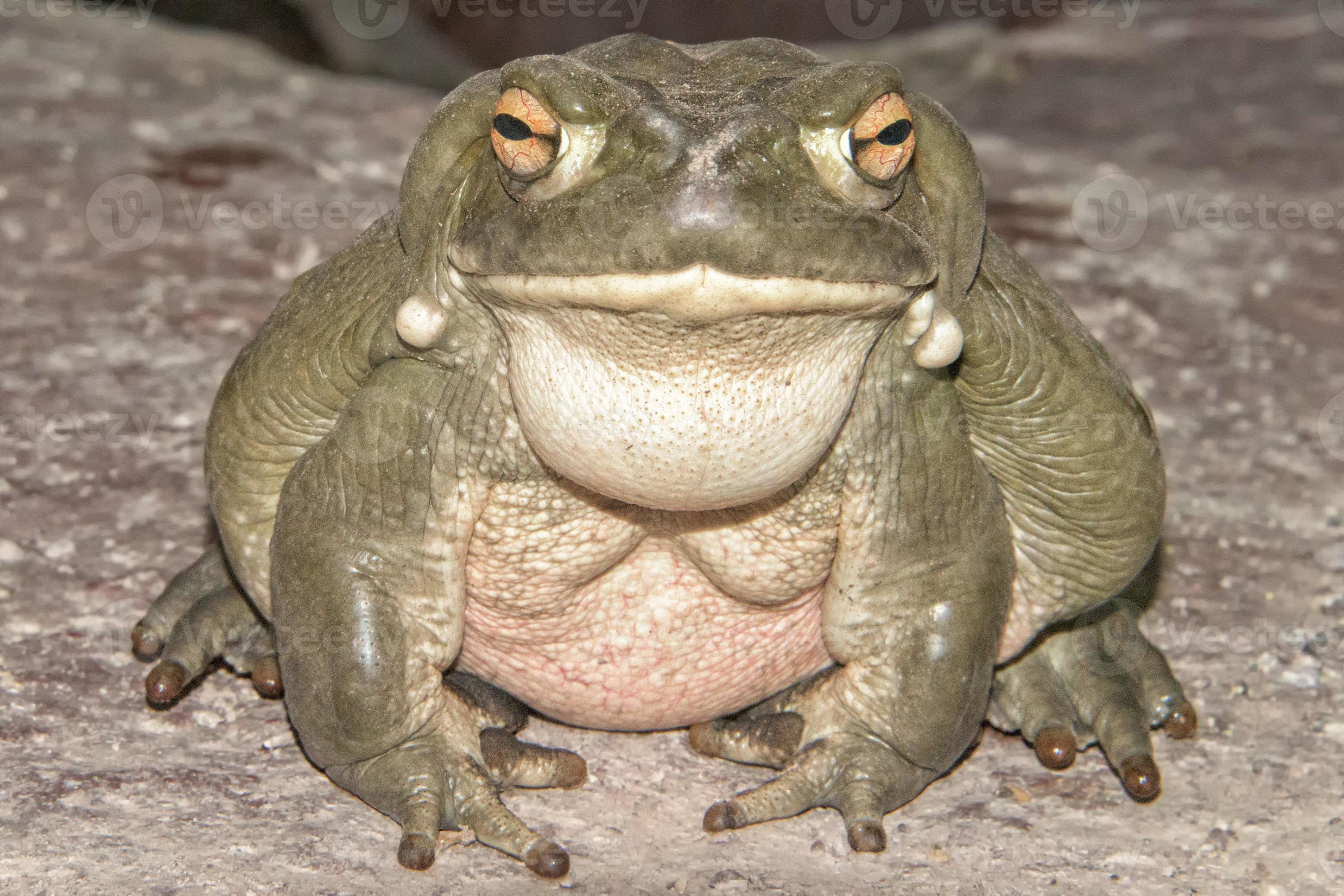 bull-frog-close-up-portrait-photo.JPG