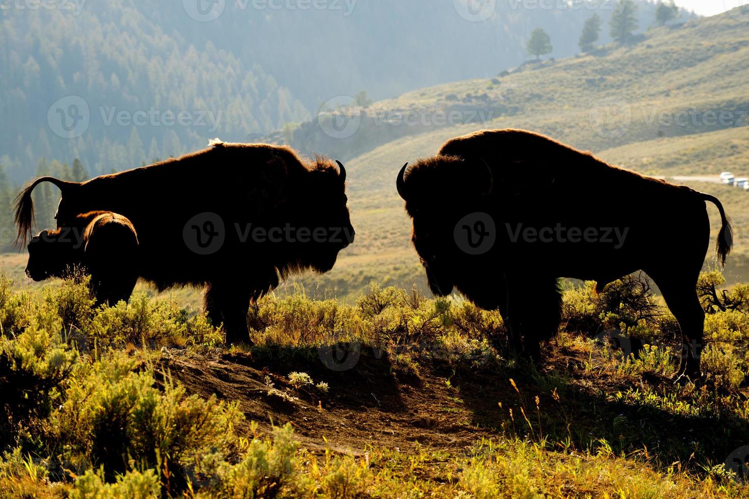 búfalo bisonte en Yellowstone puesta de sol foto