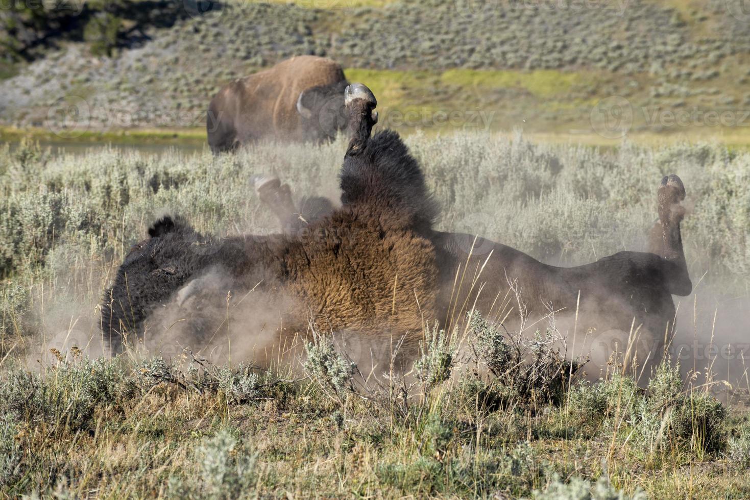 bisonte búfalo en yellowstone foto