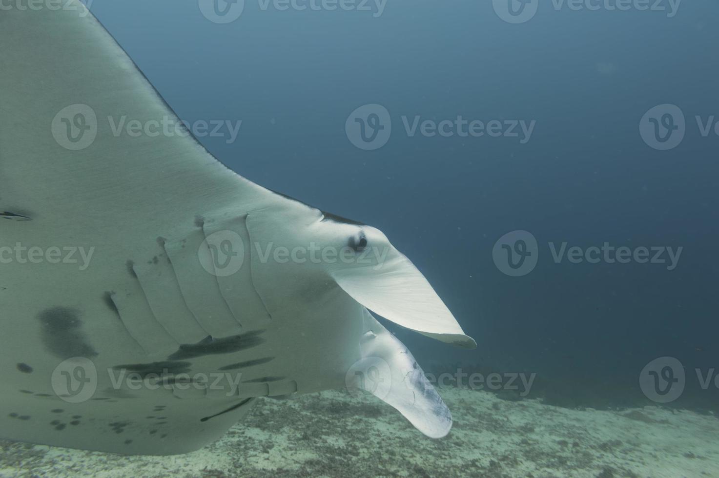 Manta in the deep blue ocean background photo