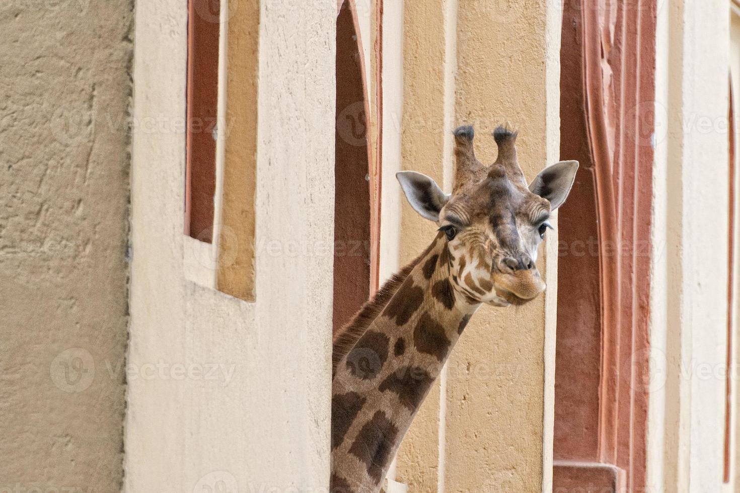 Isolated giraffe close up portrait while looking at you from house photo