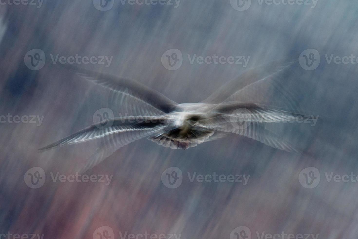 move effect on seagulls while flying photo