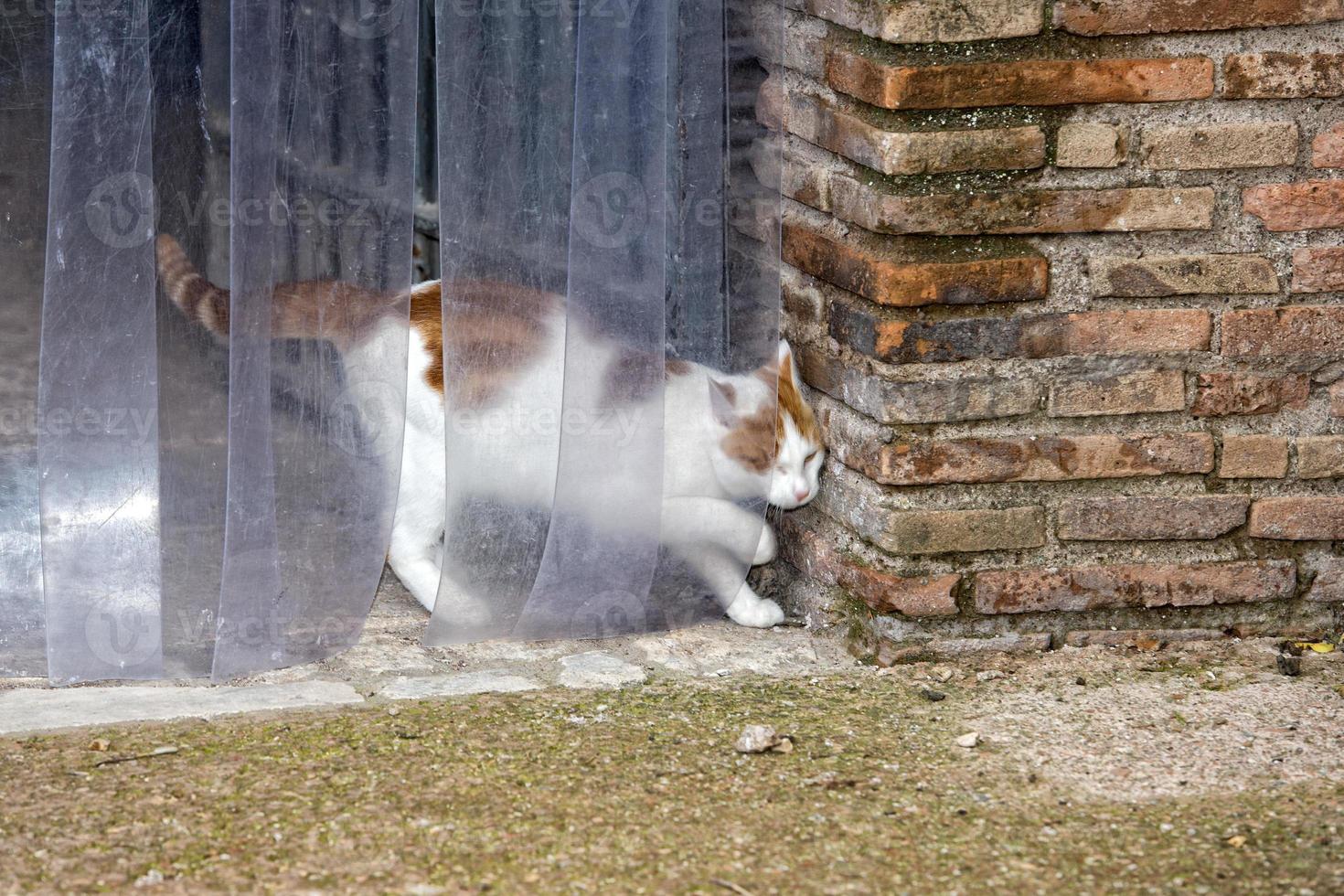 cat escaping from door photo