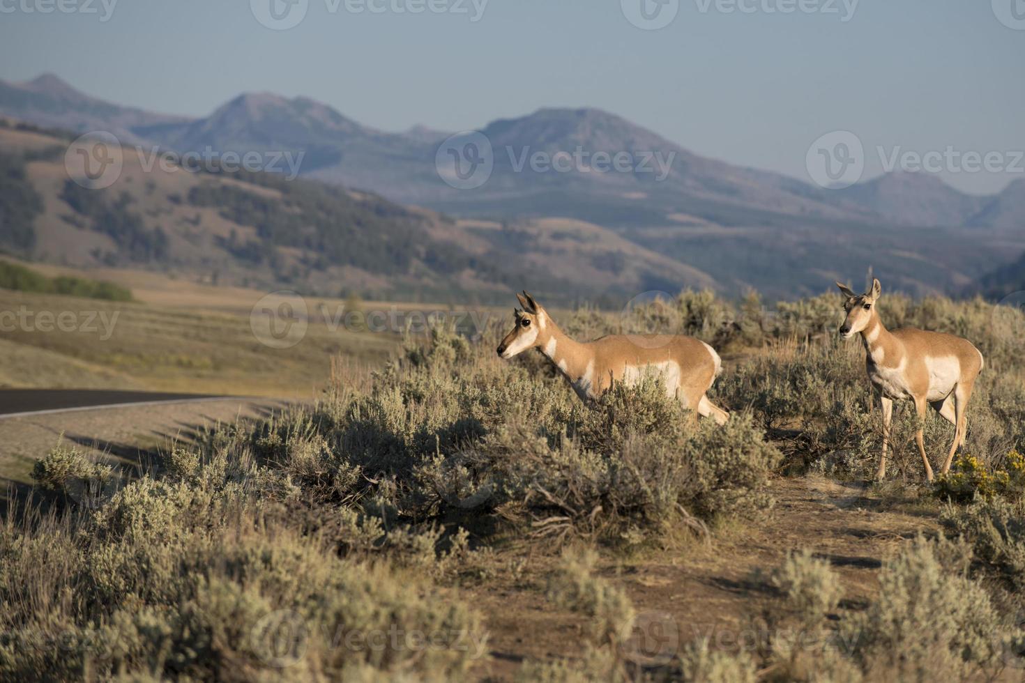 Pronghorn in Lamar Valley Yellowstone photo