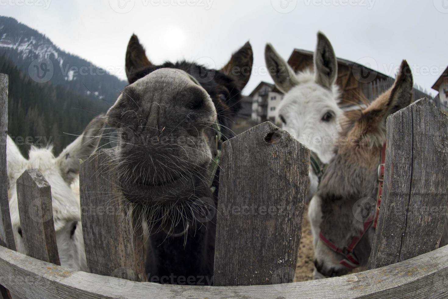 retrato de burro blanco foto