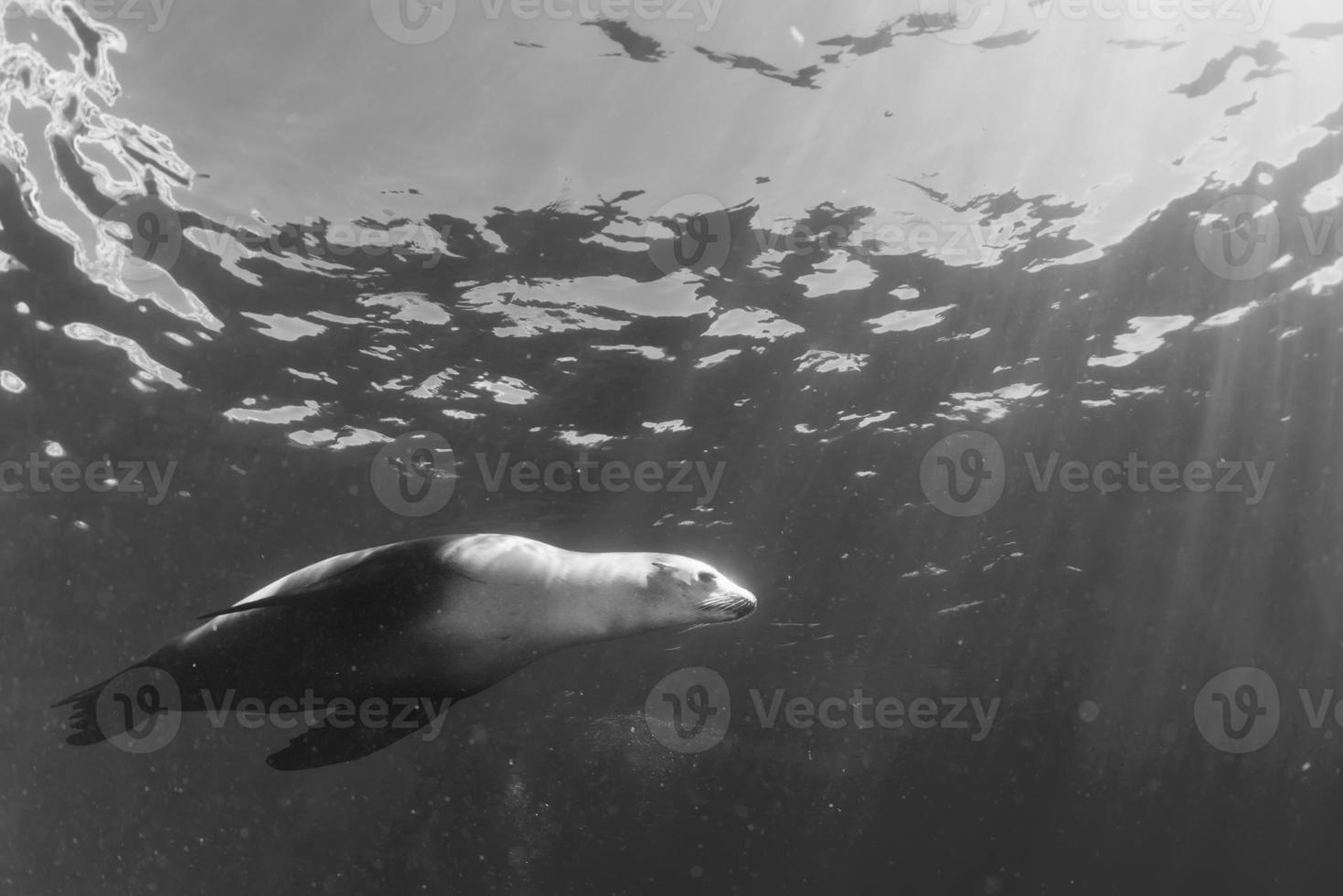 sea lion underwater photo