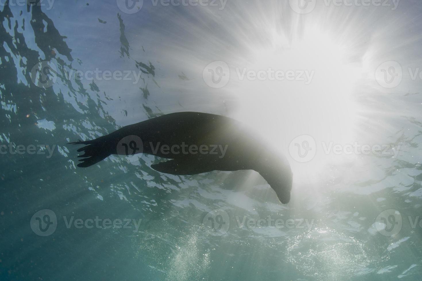 Puppy sea lion underwater back light photo