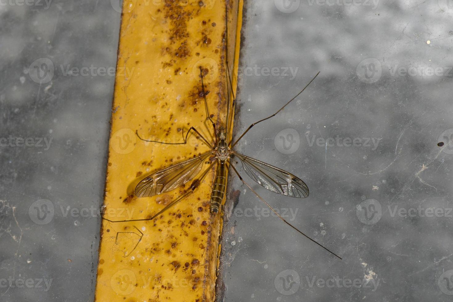 Giant mosquito on window photo