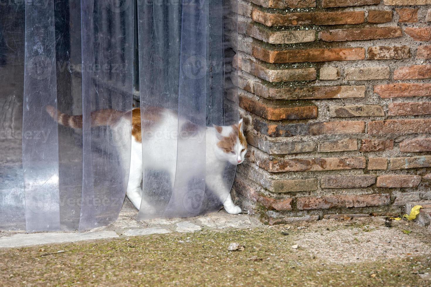 cat escaping from door 20438783 Stock Photo at Vecteezy