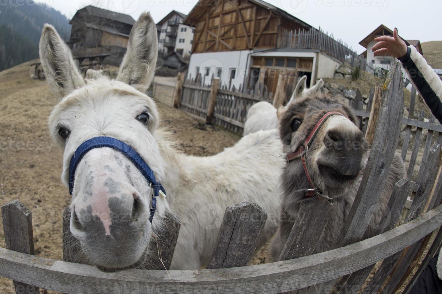 white donkey portrait photo