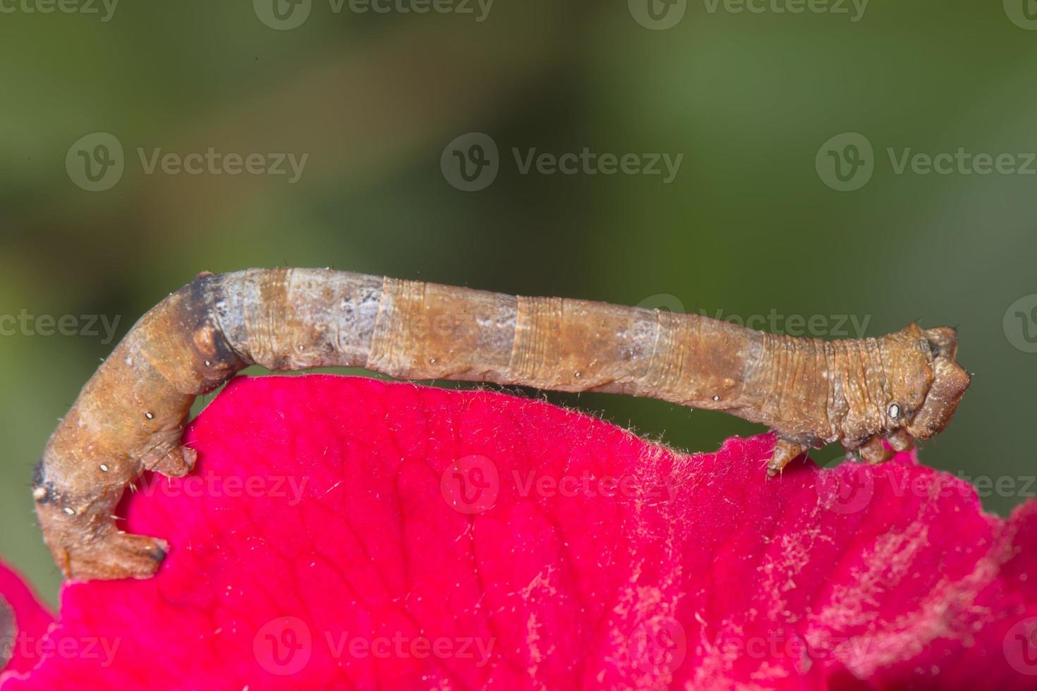 cankerworm caterpillar on rose petal 20438802 Stock Photo at Vecteezy