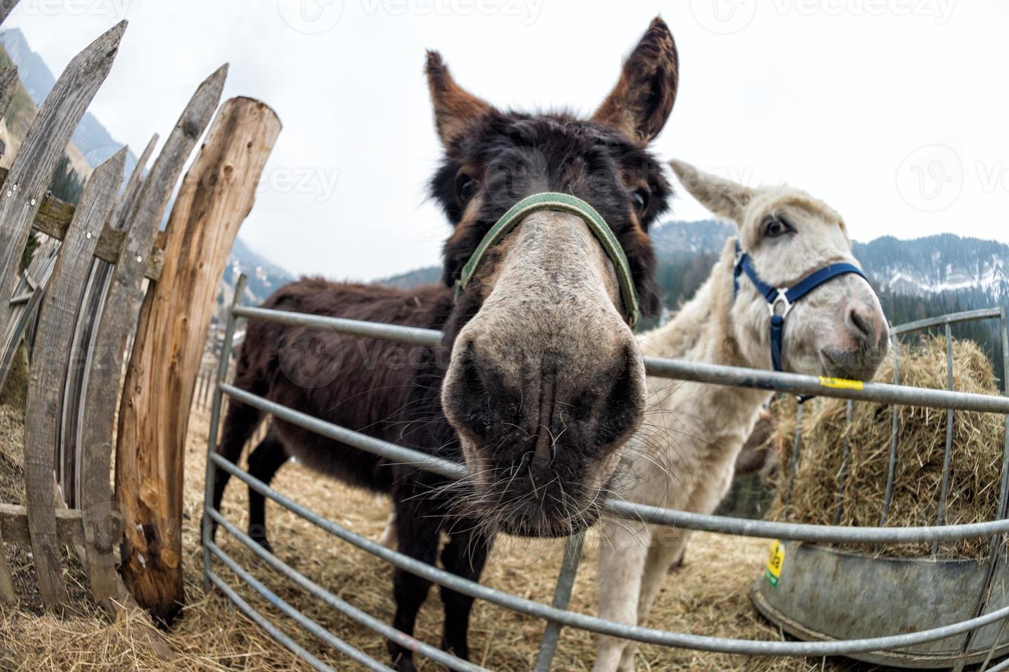 donkey close up portrait looking at you photo