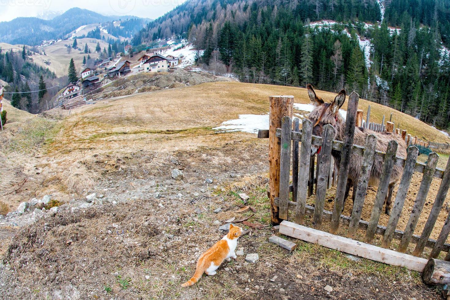 donkey and cat on dolomites village photo