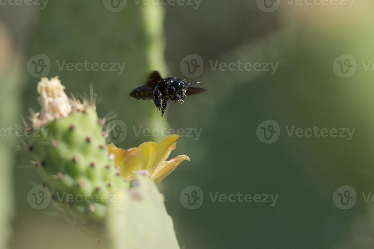 Black bee flying over Cactus flower photo