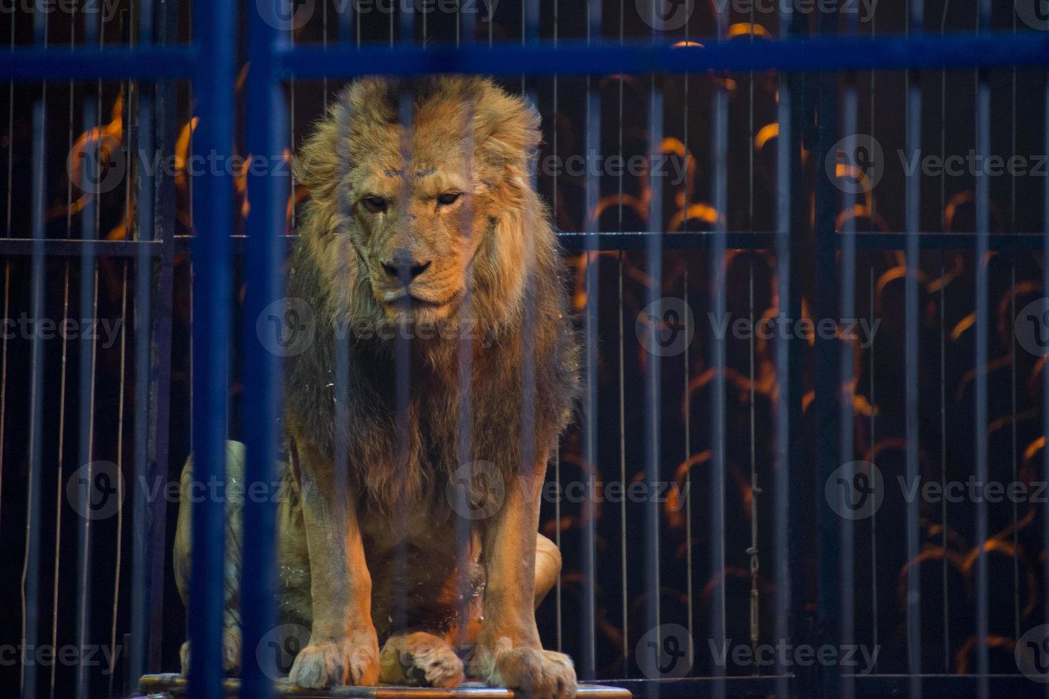 Circus lion portrait in a cage photo