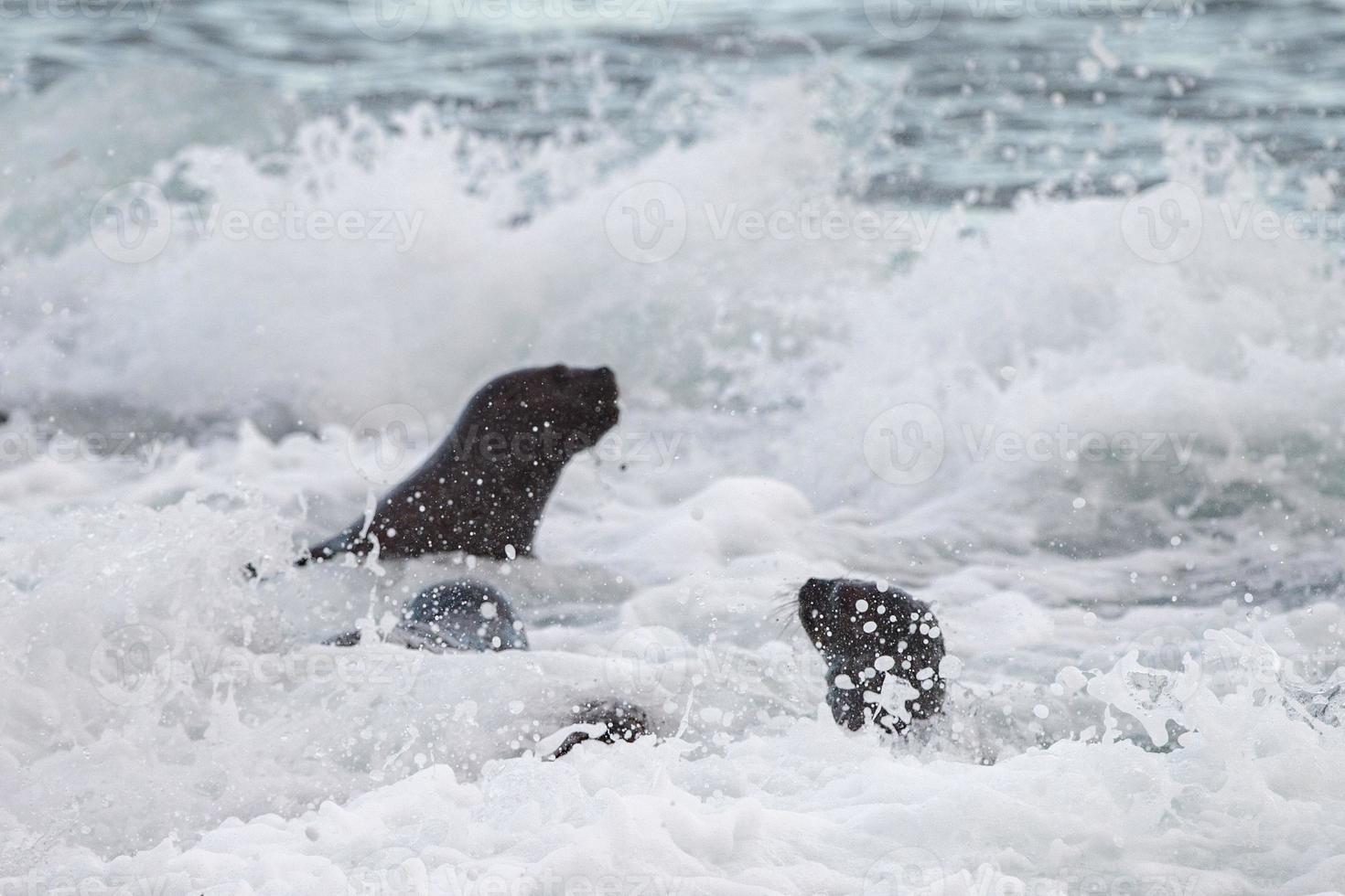 baby newborn sea lion on the beach photo