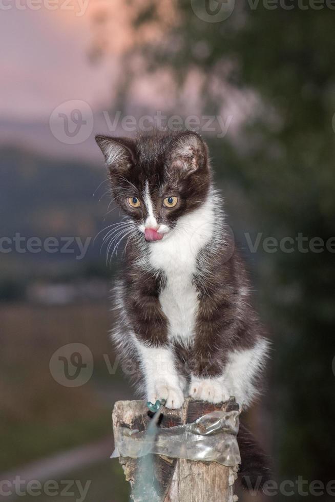 retrato de gato cachorro joven recién nacido foto