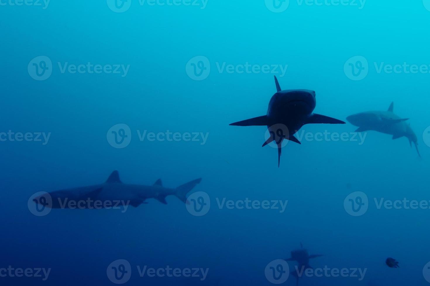 White tip Shark 20439239 Stock Photo at Vecteezy