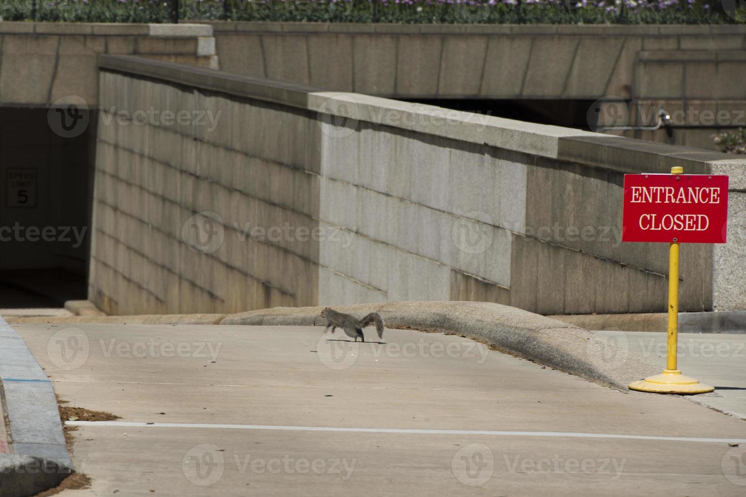 Squirrel running in washington photo