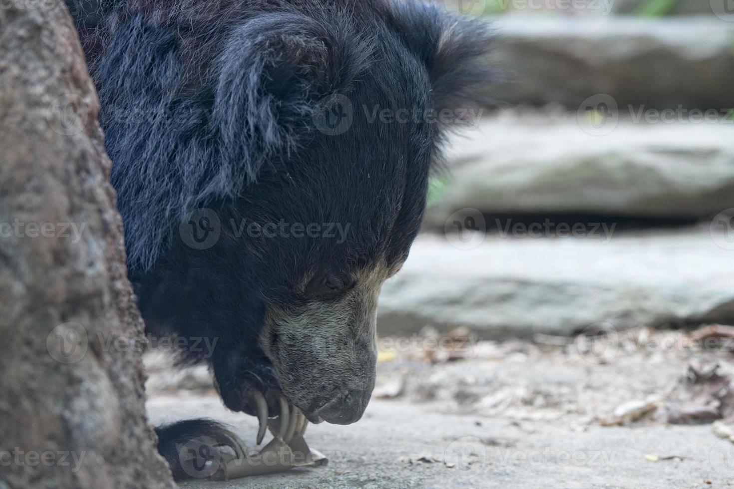 Sloth black asian bear photo