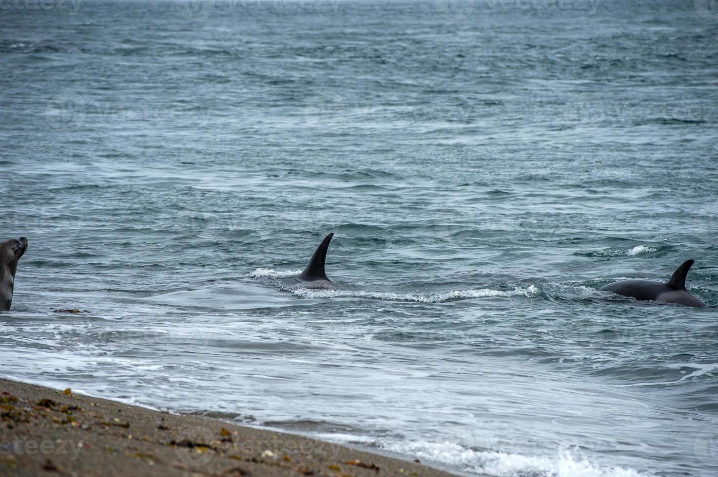Orca killer whale attack a seal sea lion on the beach 20439303 Stock