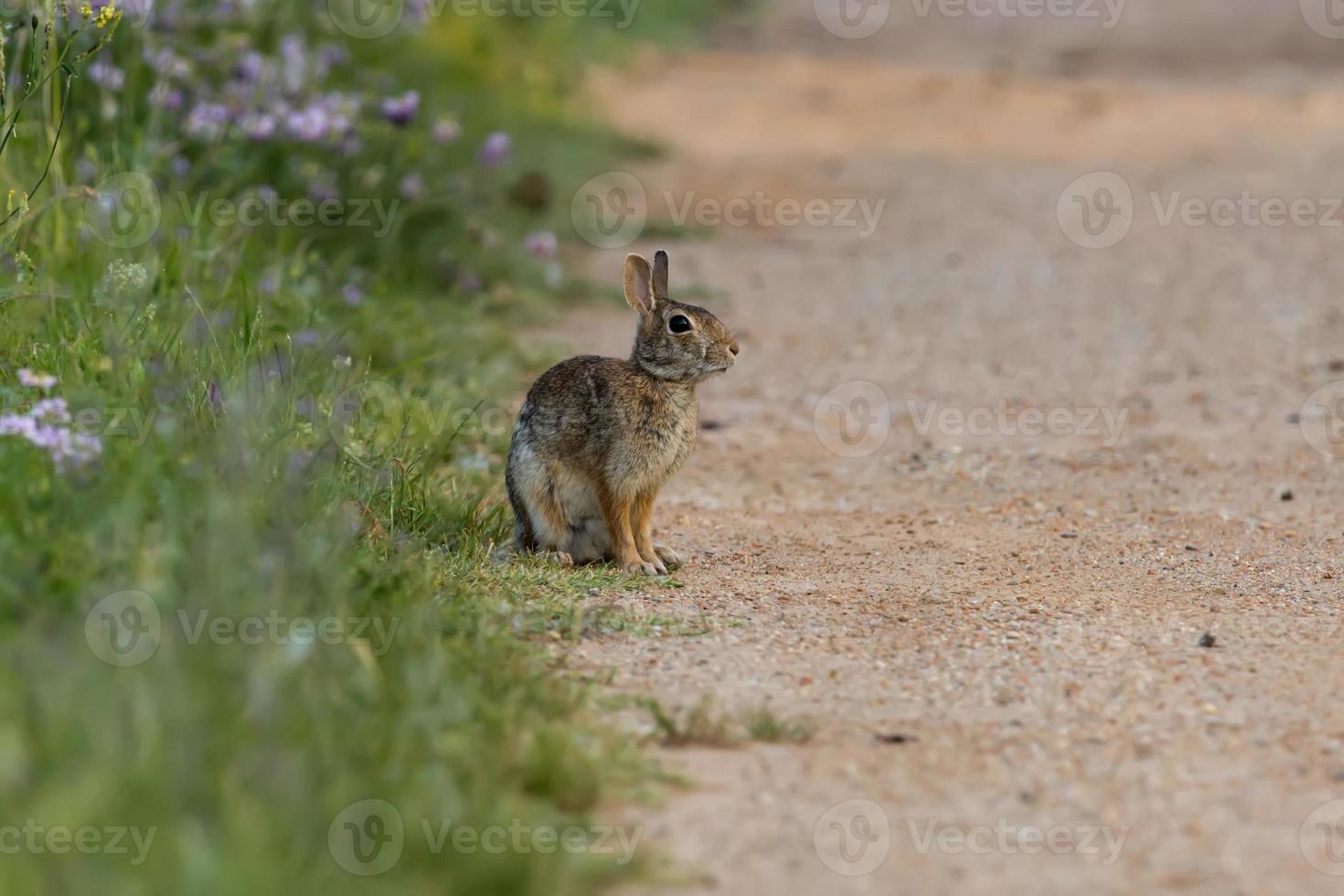 Young puppy Jack rabbit hare photo