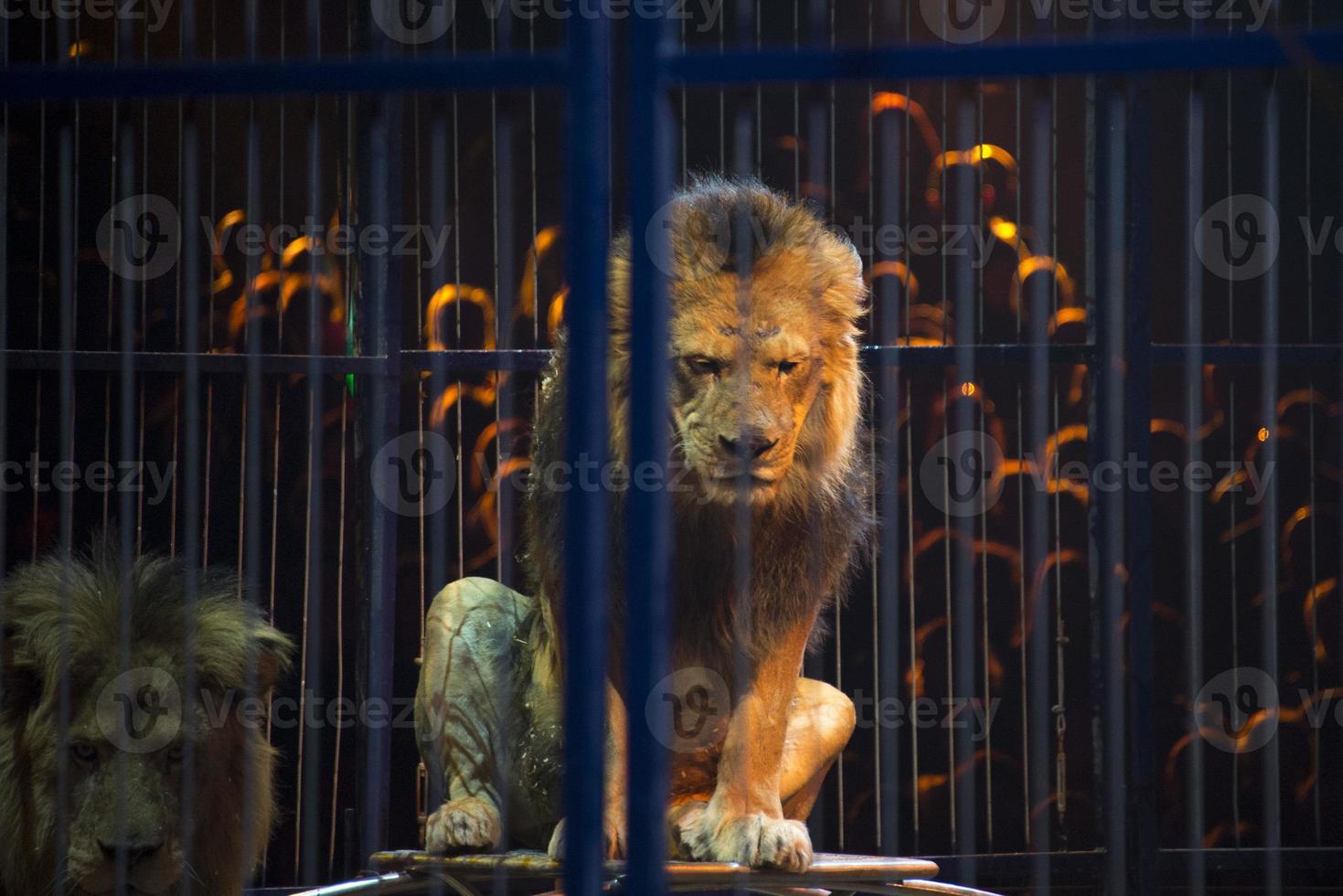 Circus lion portrait in a cage photo