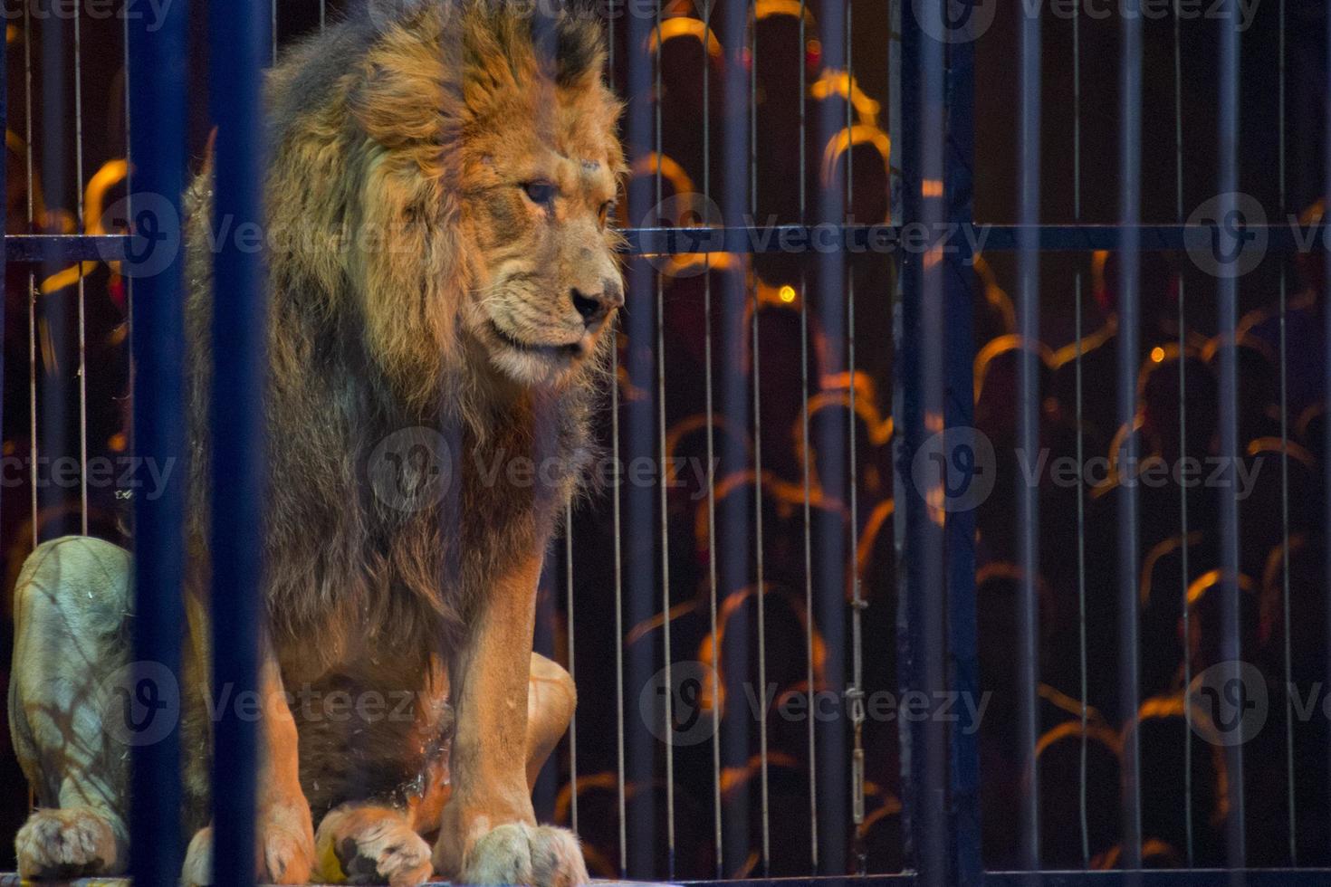 retrato de león de circo en una jaula foto