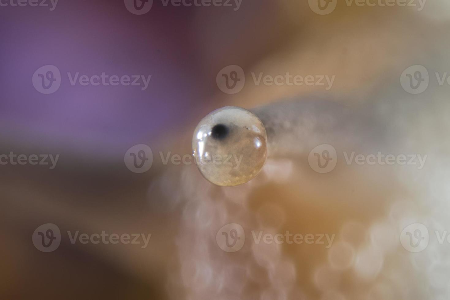 Snail Eye macro incredible close up detail photo