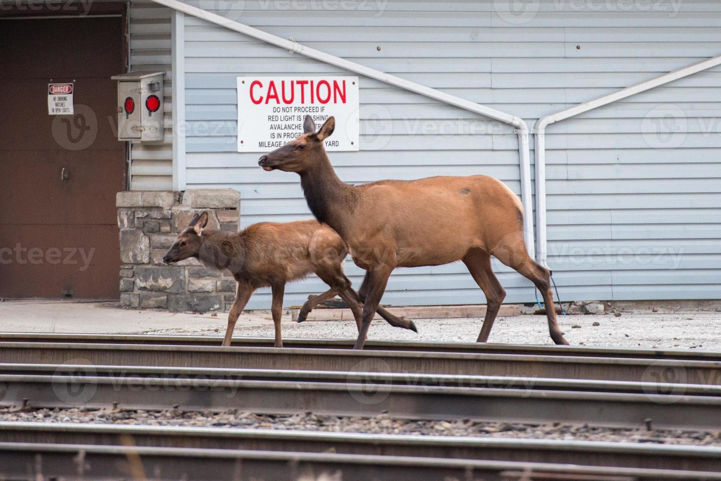 elk deers at dawn in British Columbia photo