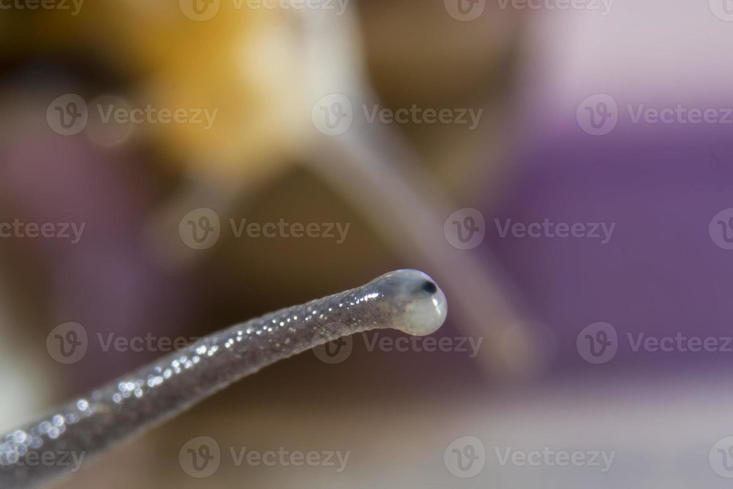 Snail Eye macro incredible close up detail photo