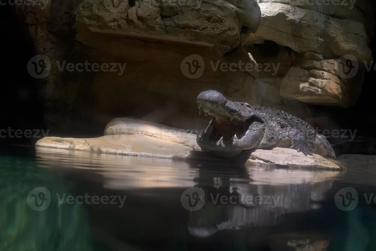 wide open crocodile mouth portrait photo