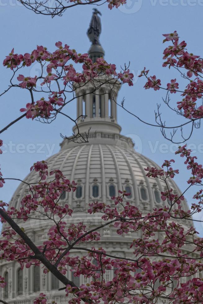 Cherry blossom on Washington DC Capitol background photo