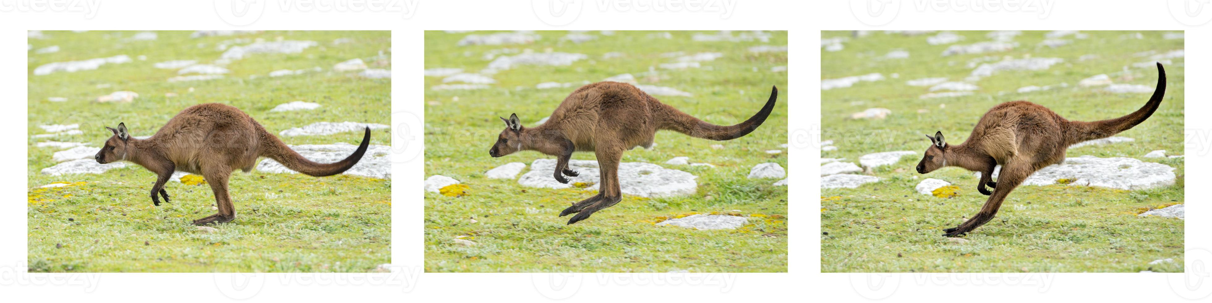 Kangaroo portrait while jumping on grass photo