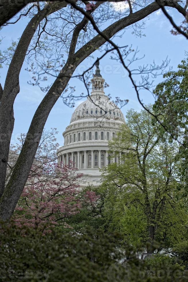 Cherry blossom on Washington DC Capitol background photo