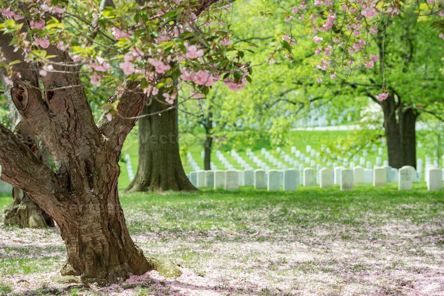 arlington cemetery in cherry blossom season photo