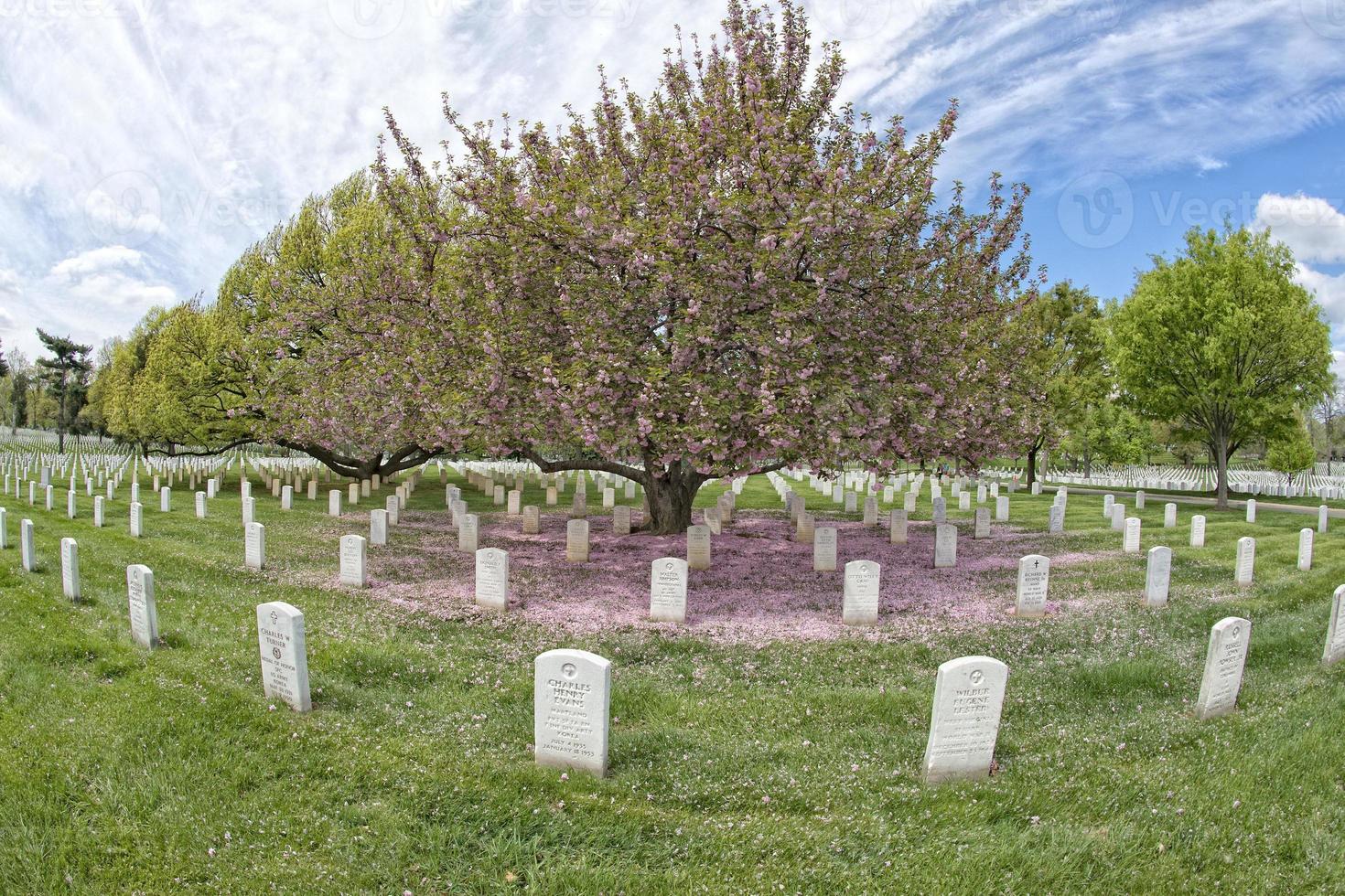 arlington cemetery graveyard photo