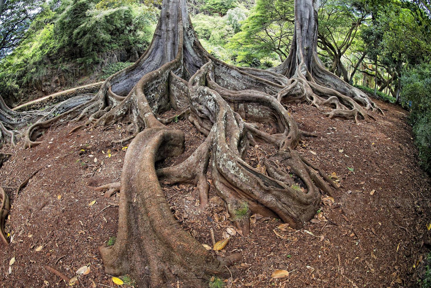 Inside tropical rainforest in Hawaii set of pirates of caribbean photo