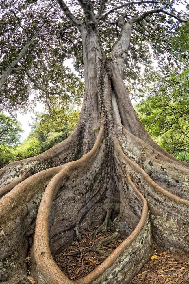 Inside tropical rainforest in Hawaii set of pirates of caribbean photo