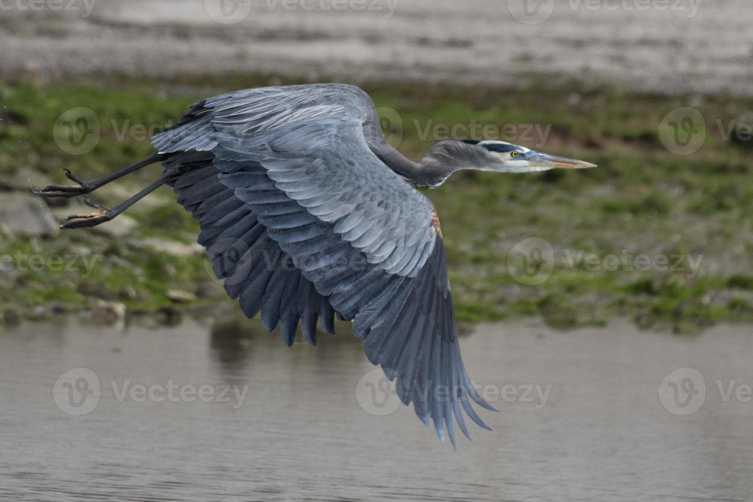 Blue black heron portrait while flying photo