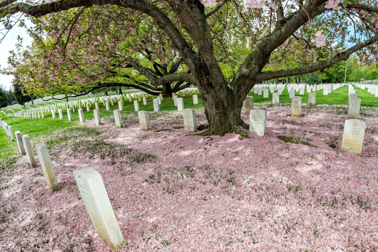 arlington cemetery in cherry blossom season photo