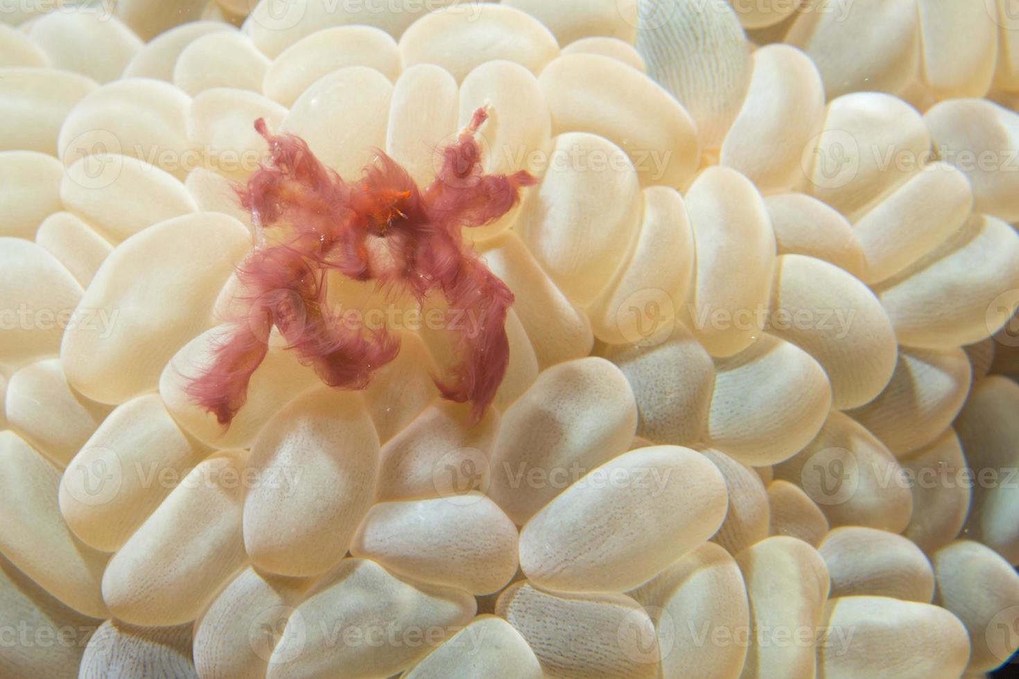 Red orang utan crab on hard coral macro in Cebu Philippines photo