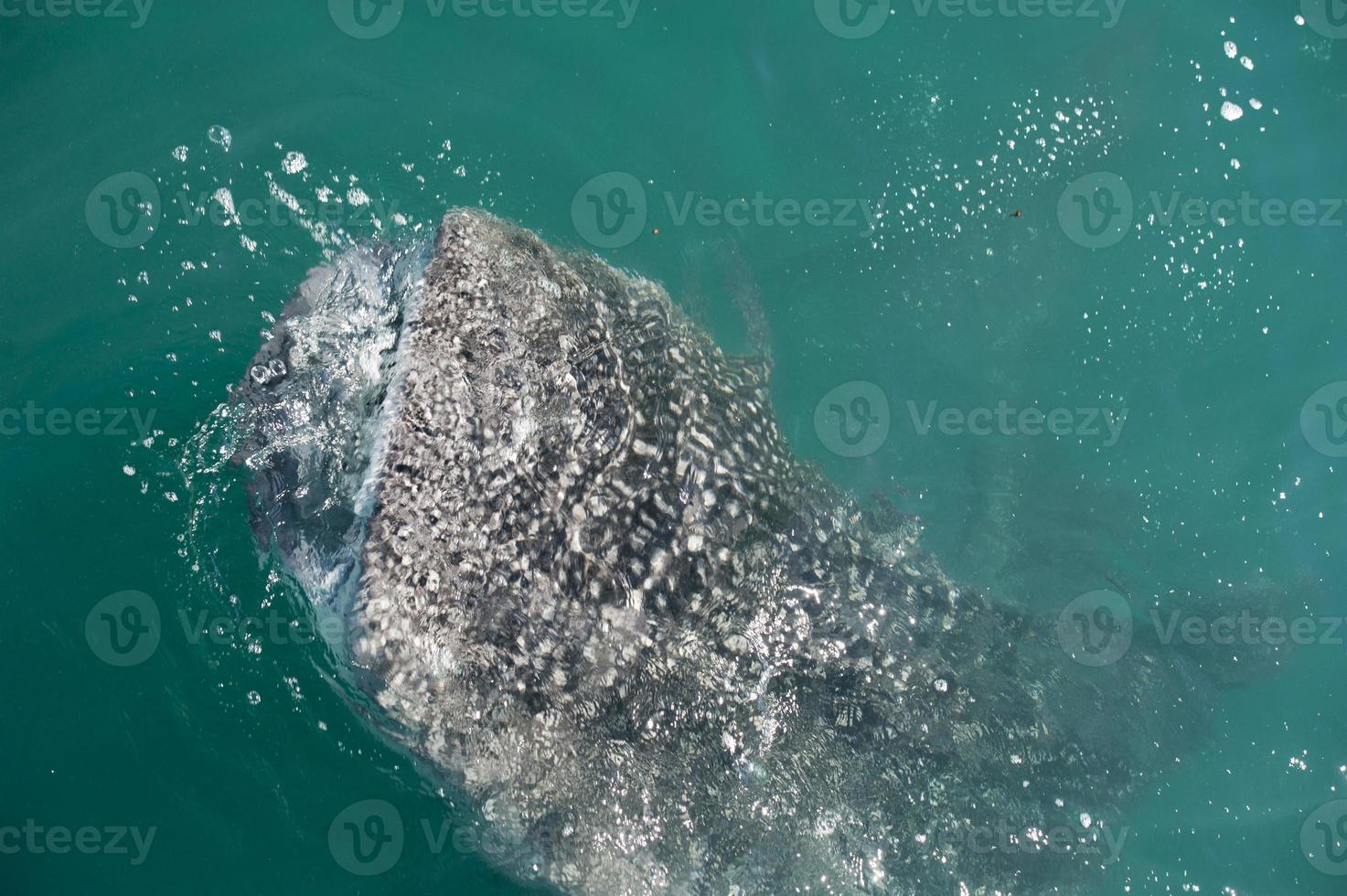 Whale Shark while eating photo