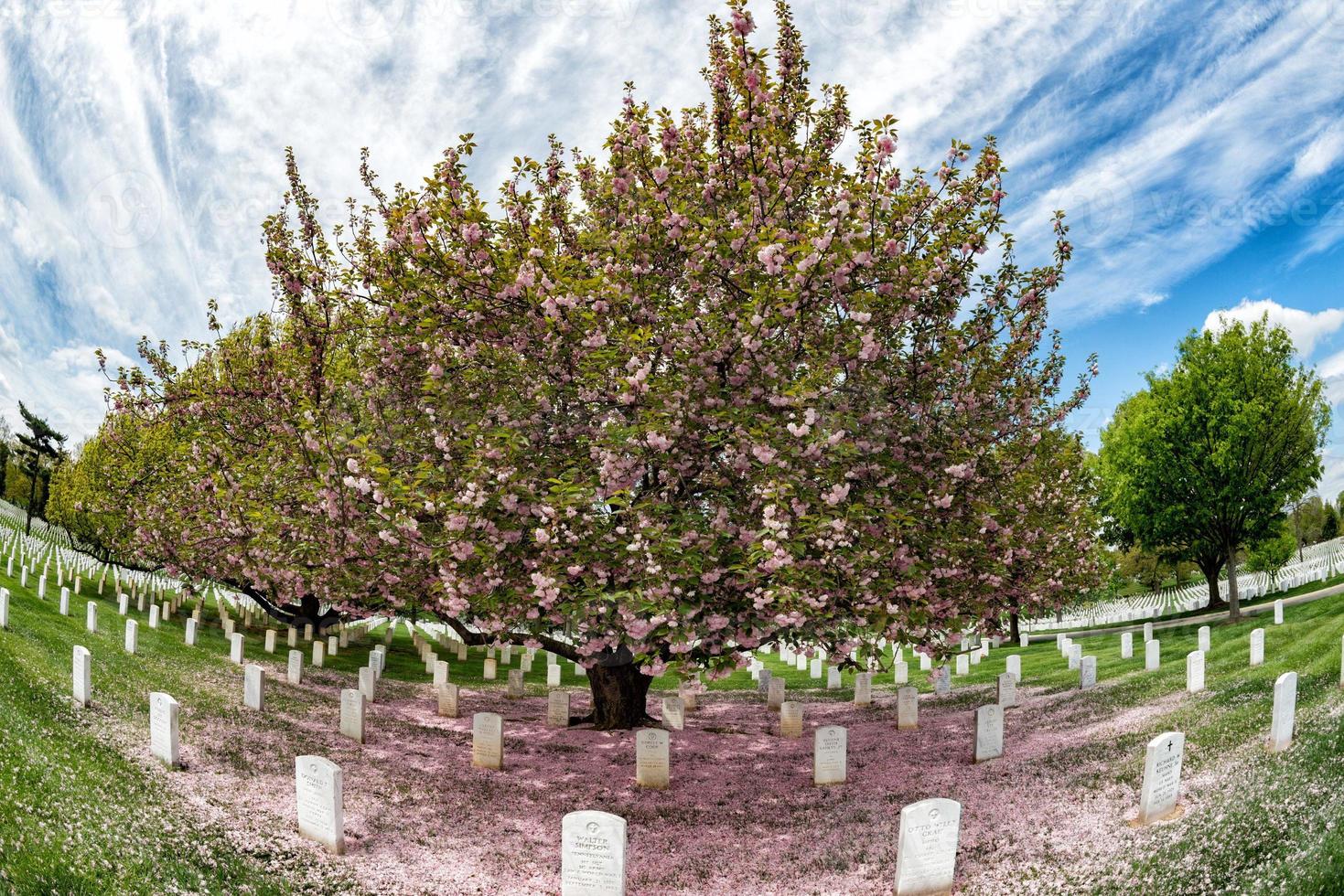 arlington cemetery in cherry blossom season photo