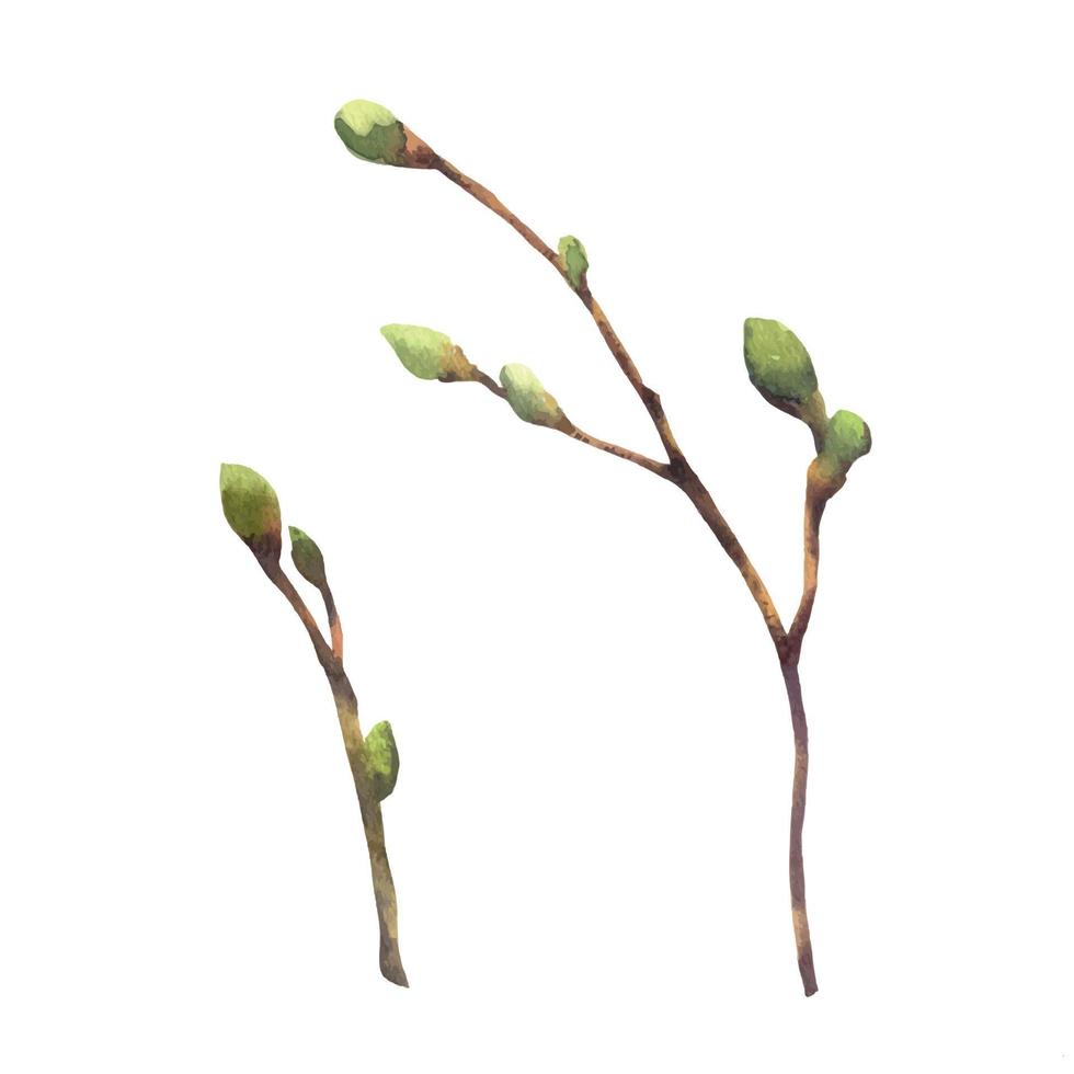 Set of vector Watercolor spring branches with buds and leaves. Painted by hand