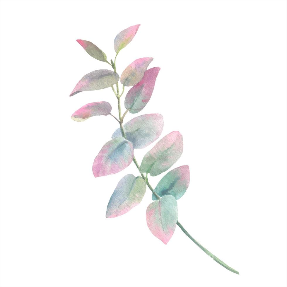 Watercolor Eucalyptusgreen leaf branch for wedding stationary, greetings vector