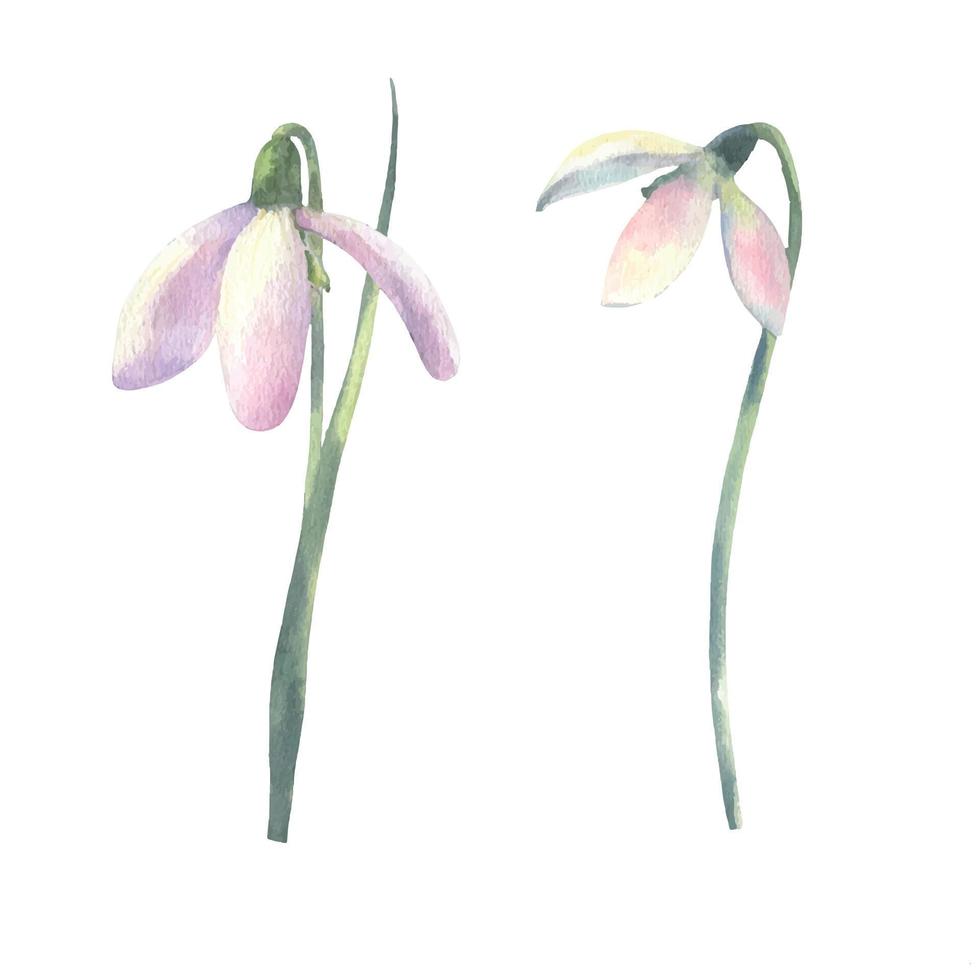 Watercolor vector spring flowers bouquet of snowdrops. Hand painted botanical illustration.