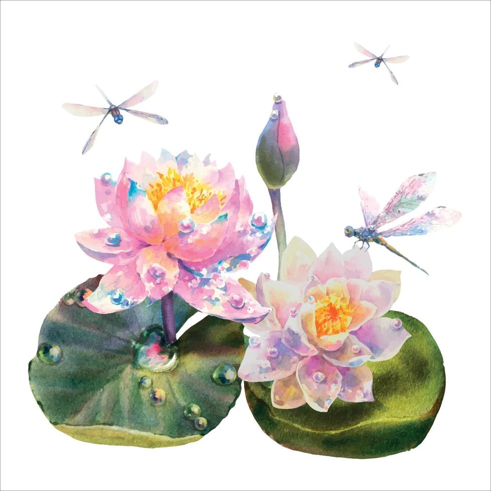 Botanical watercolor vector illustration of white and pink water lilies with dew drops and dragonflies.