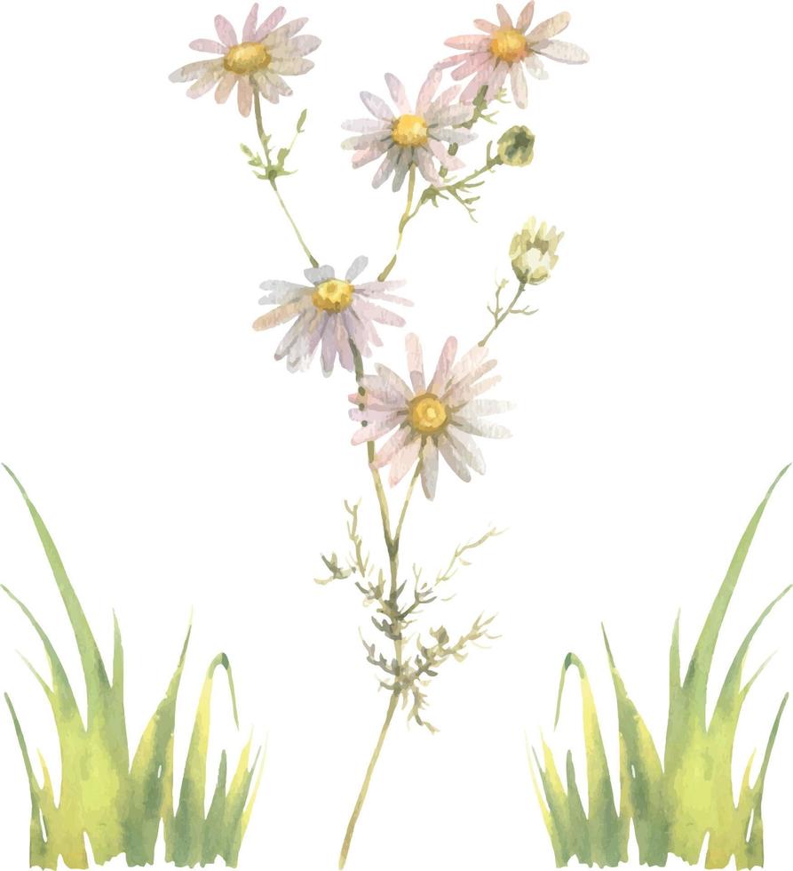 Watercolor vector Chamomile isolated on a white background. Hand drawn herb illustration